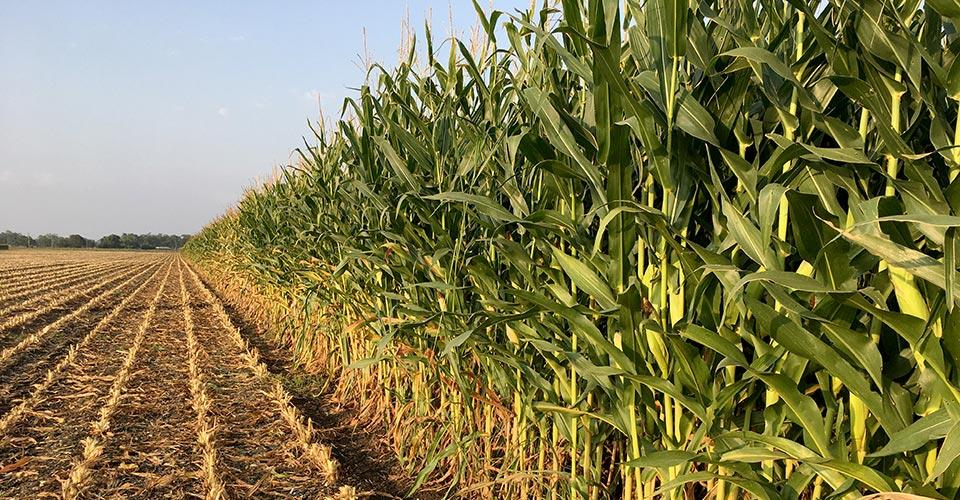 Pivote Central en Cultivo de Maíz